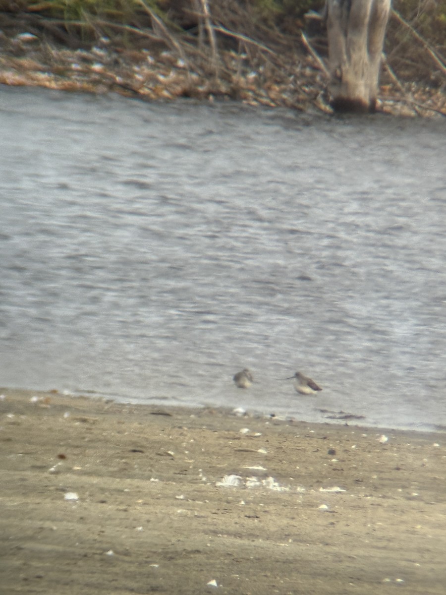 Greater Yellowlegs - ML643638521
