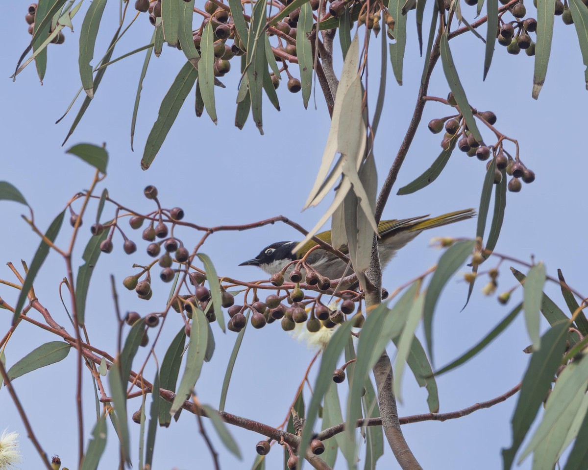 Gilbert's Honeyeater - ML643638528