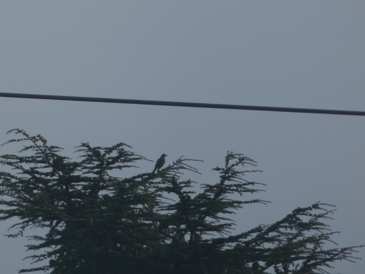 Mistle Thrush - ML643638556