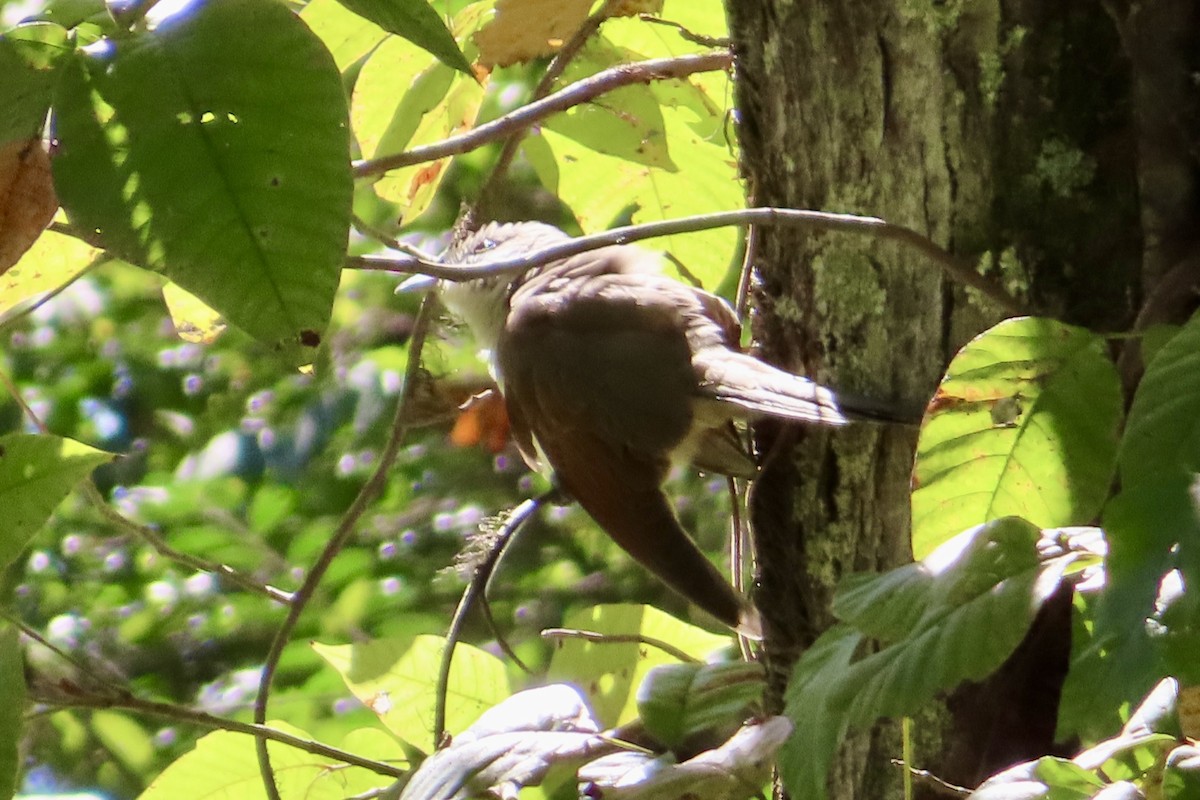 Yellow-billed Cuckoo - ML643638565