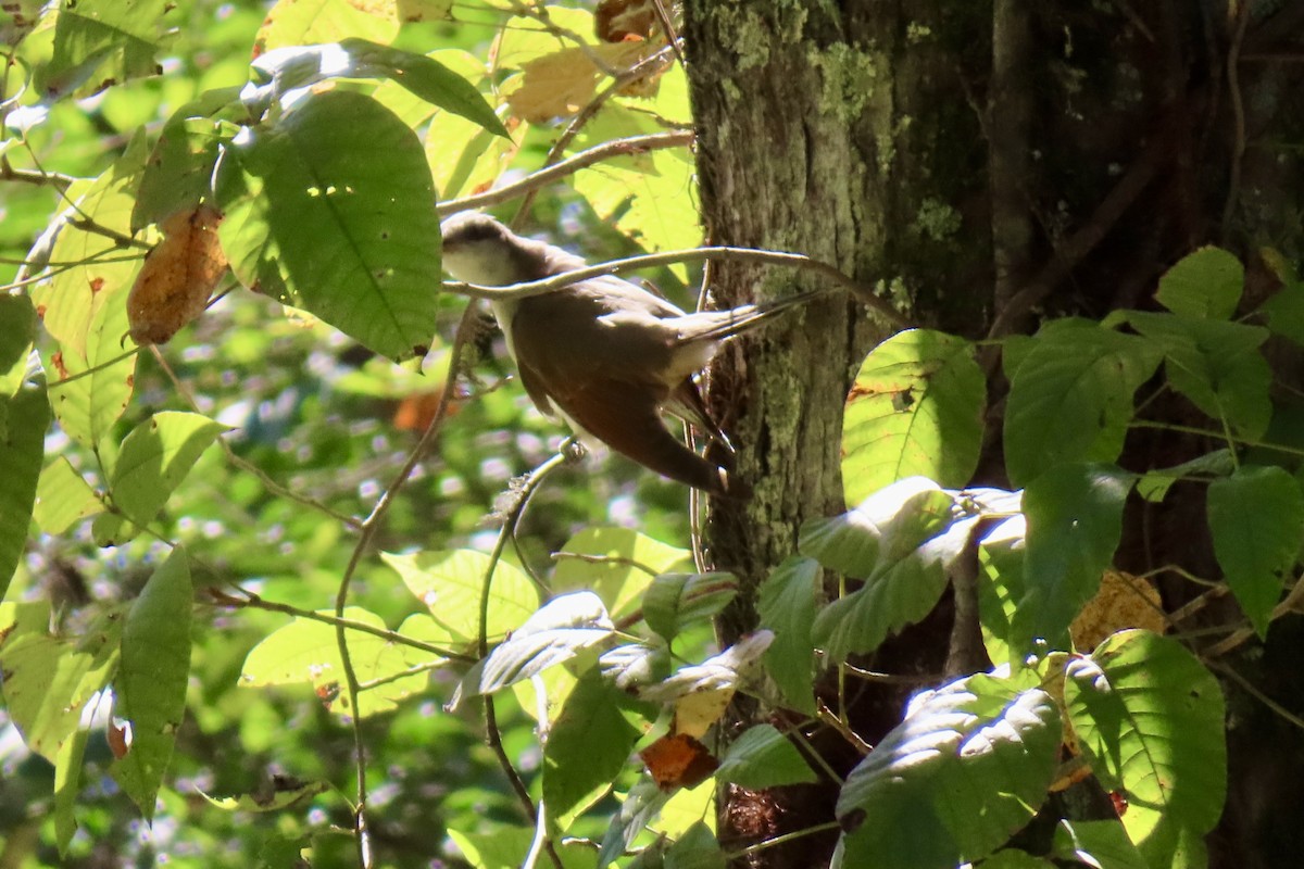 Yellow-billed Cuckoo - ML643638566