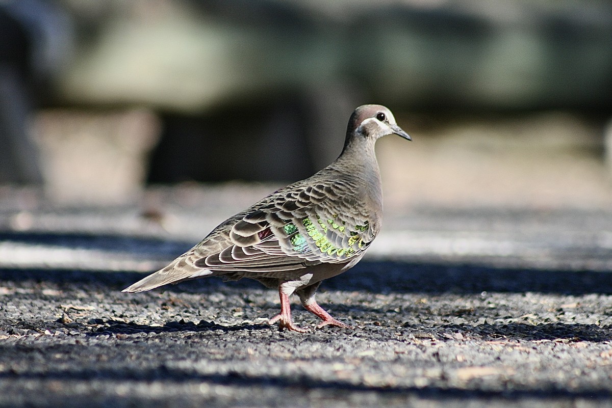 Common Bronzewing - ML643638571