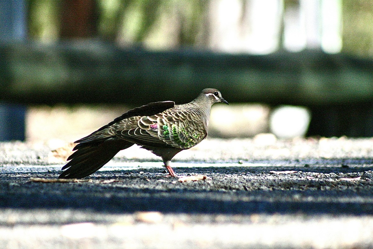 Common Bronzewing - ML643638572