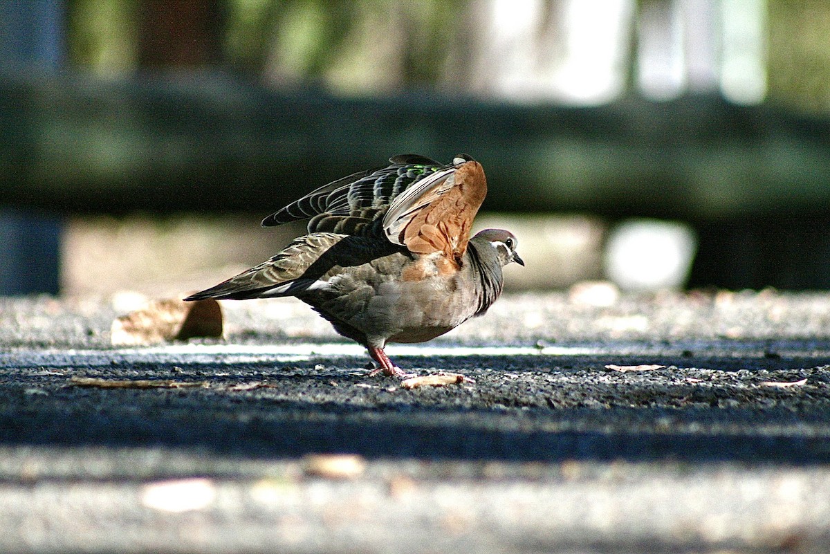 Common Bronzewing - ML643638573