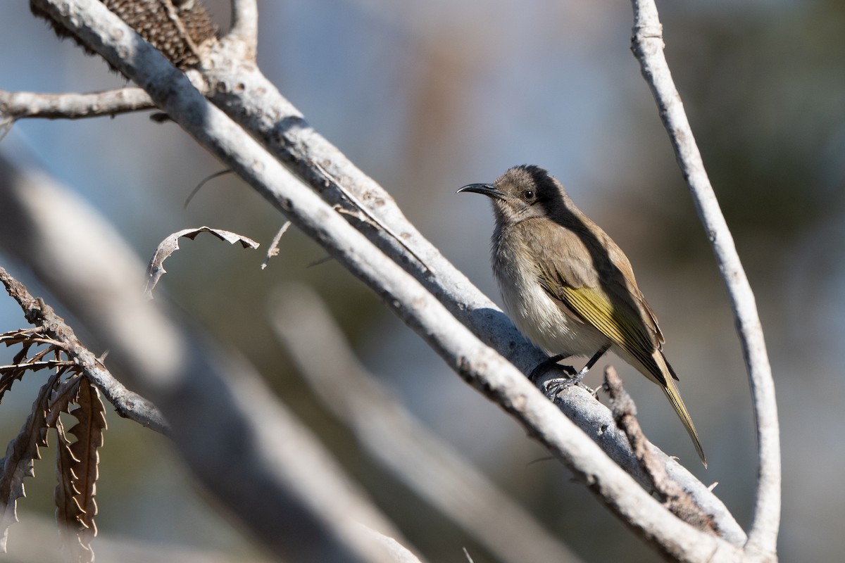 Brown Honeyeater - ML643638580