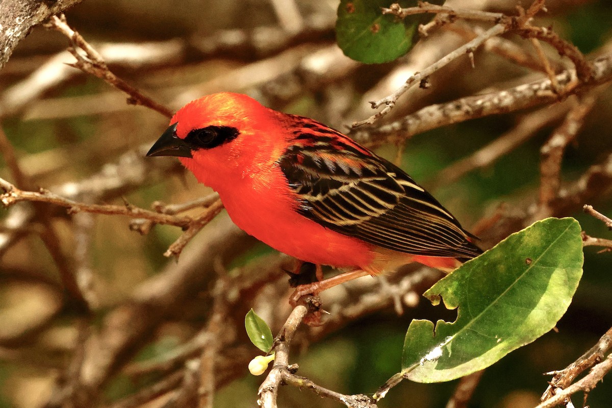 Red Fody - ML643638627