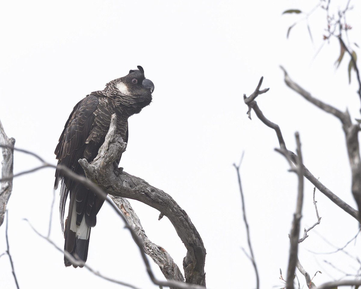 Carnaby's Black-Cockatoo - ML643638631