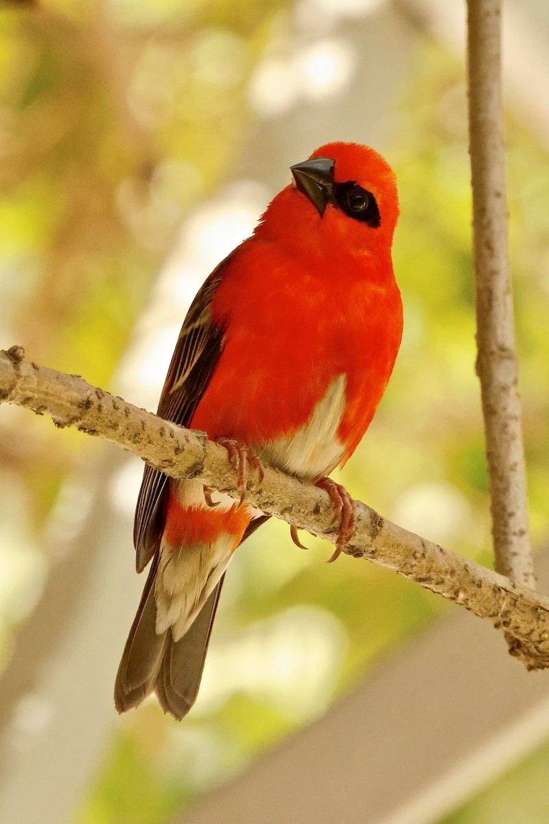 Red Fody - ML643638632