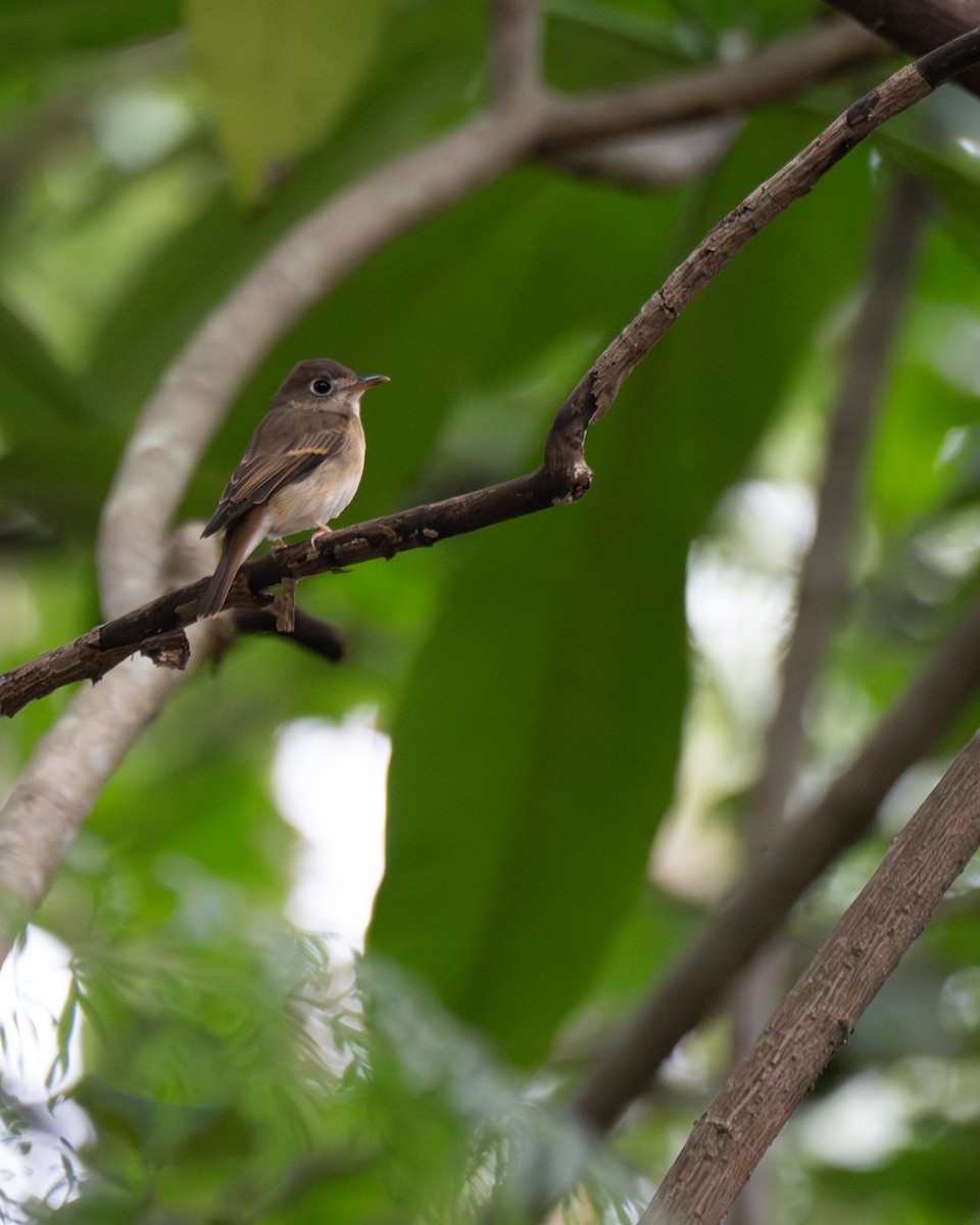 Brown-breasted Flycatcher - ML643638635