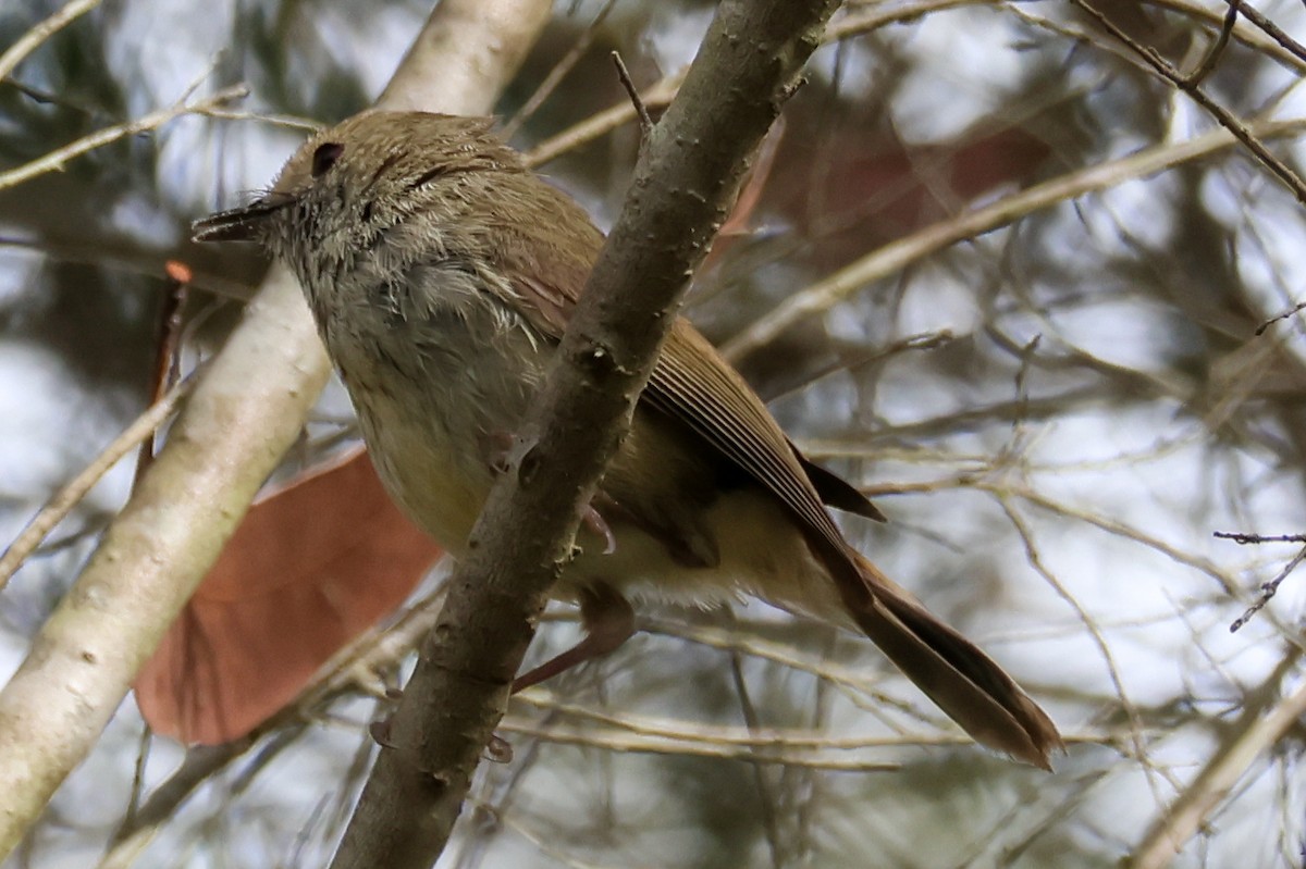 Striated Thornbill - ML643638641