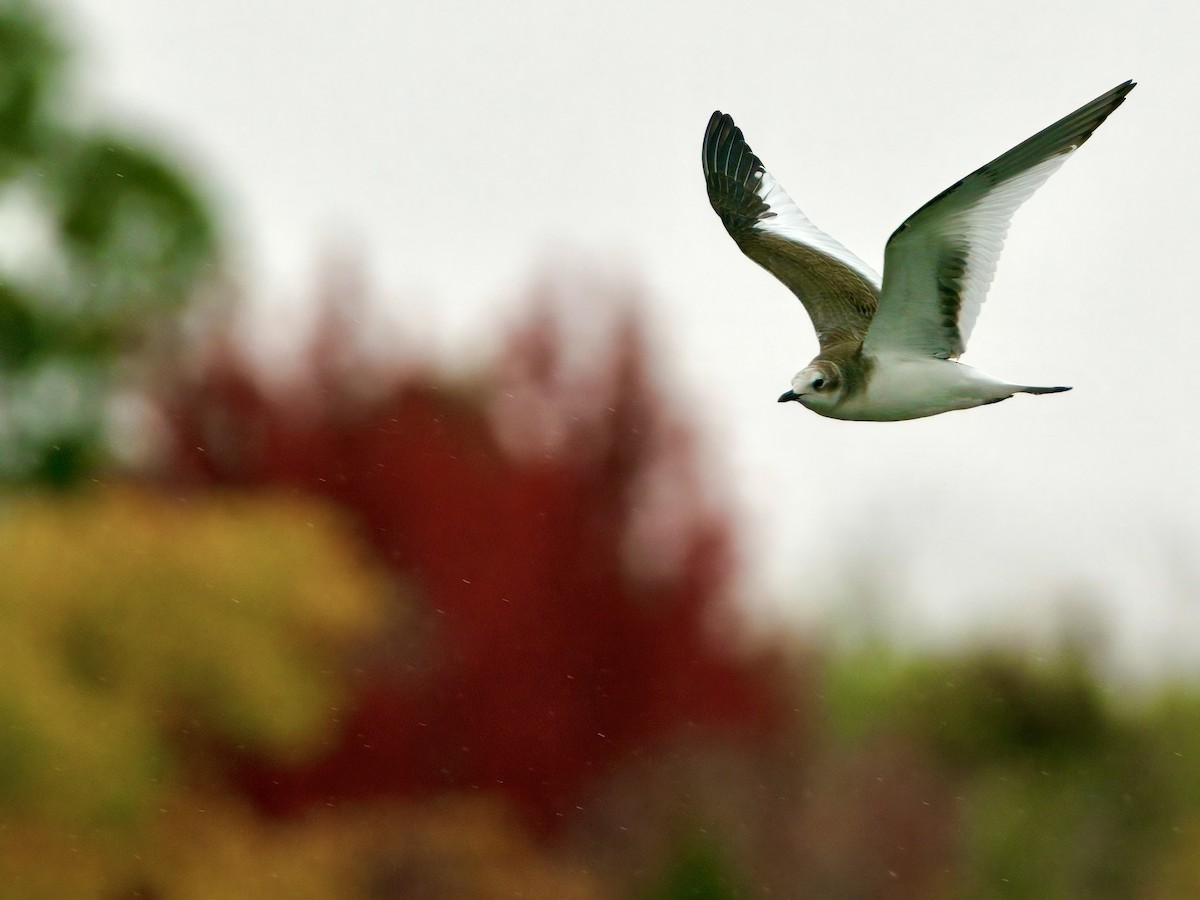 Sabine's Gull - ML643638643
