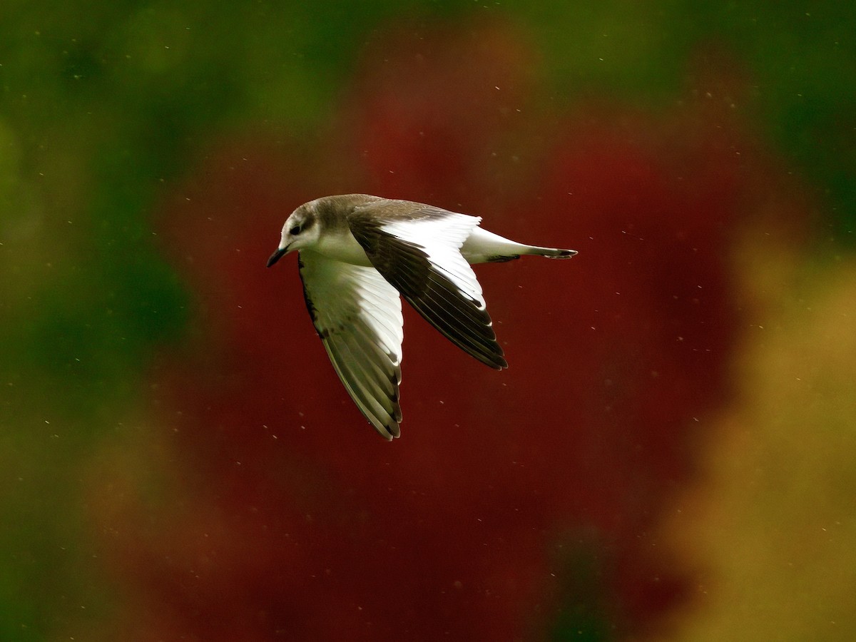 Sabine's Gull - ML643638644