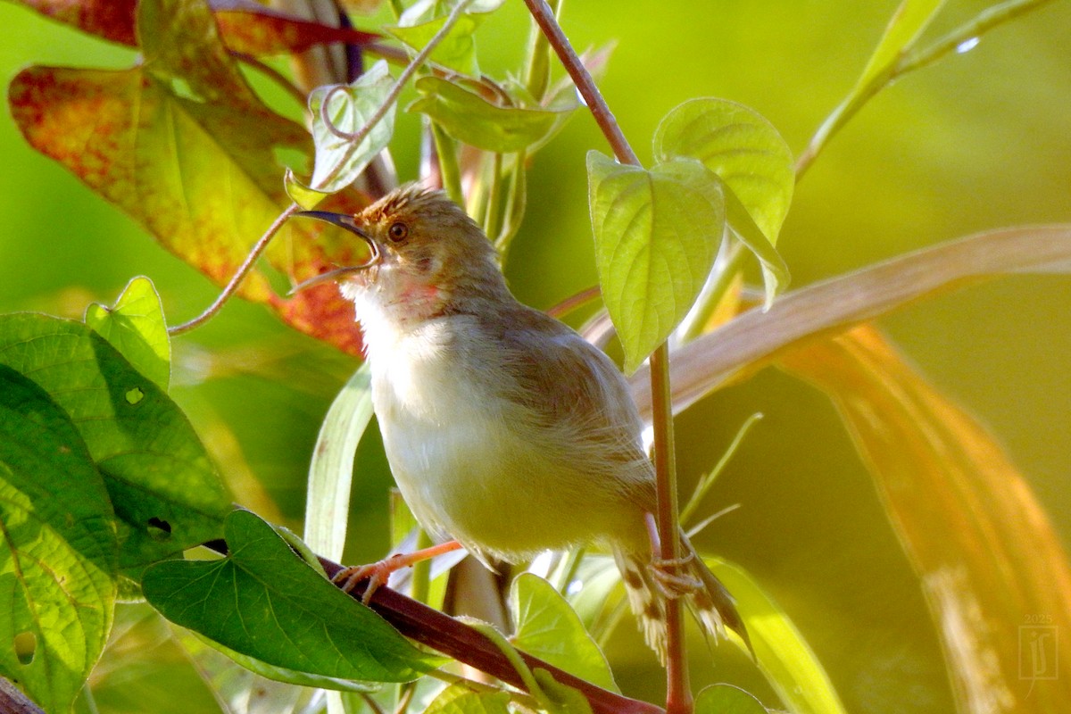 アカガオセッカ - ML643638646