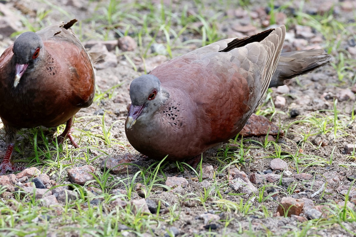 Горлиця мадагаскарська - ML643638653