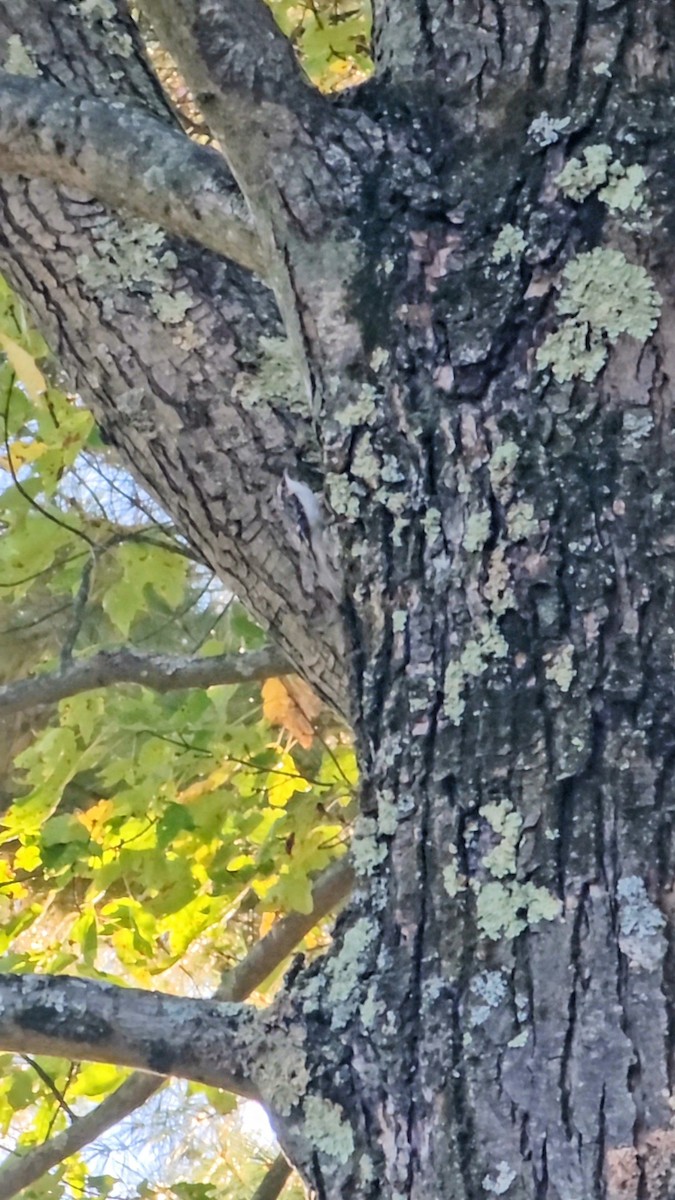 Brown Creeper - ML643638654