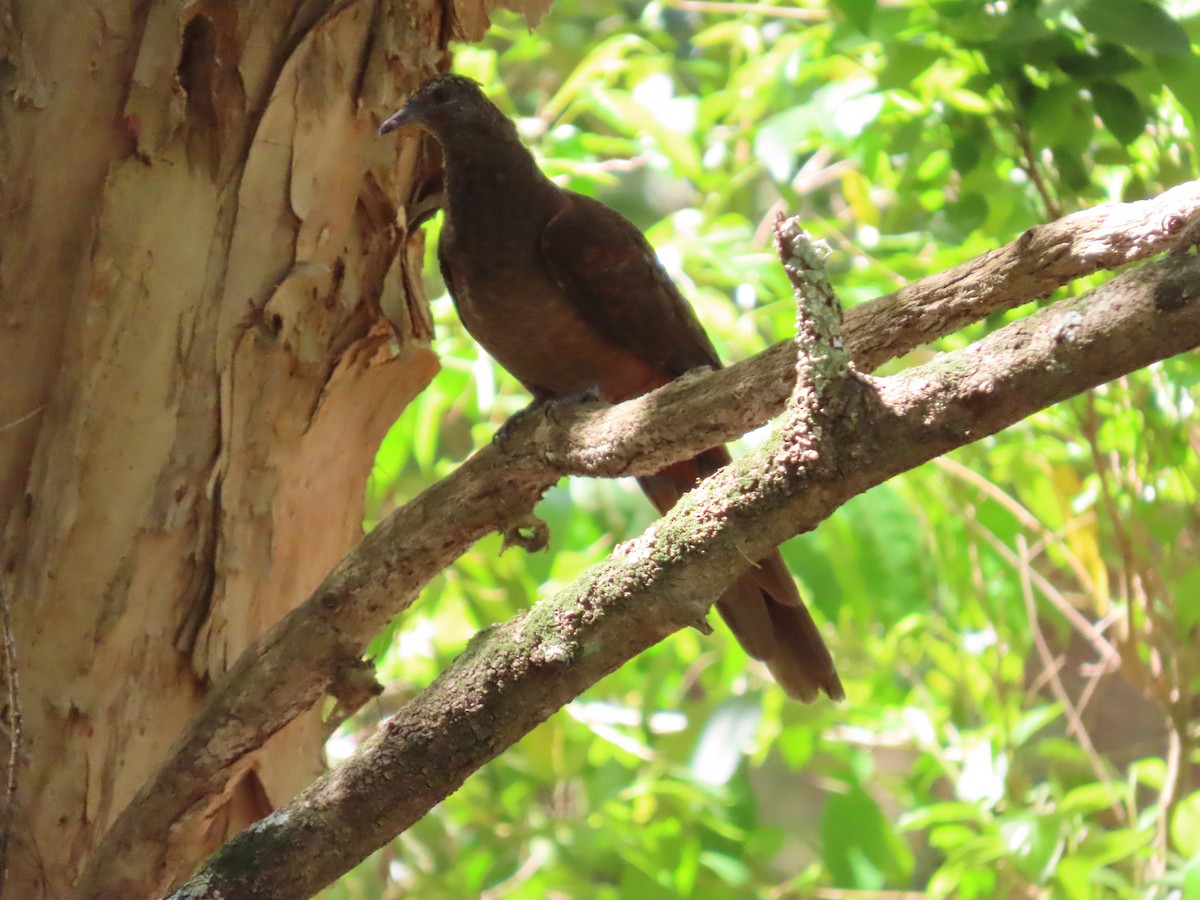 Brown Cuckoo-Dove - ML643638677
