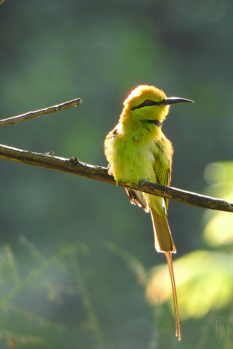 African Green Bee-eater - ML643638690