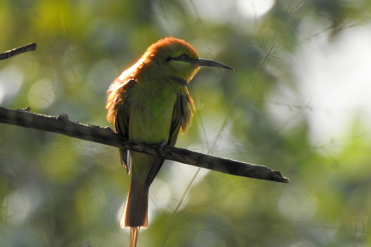 African Green Bee-eater - ML643638691