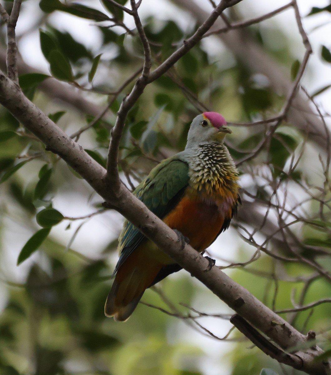 Rose-crowned Fruit-Dove - ML643638702