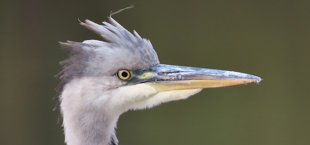 Gray Heron - ML643638708