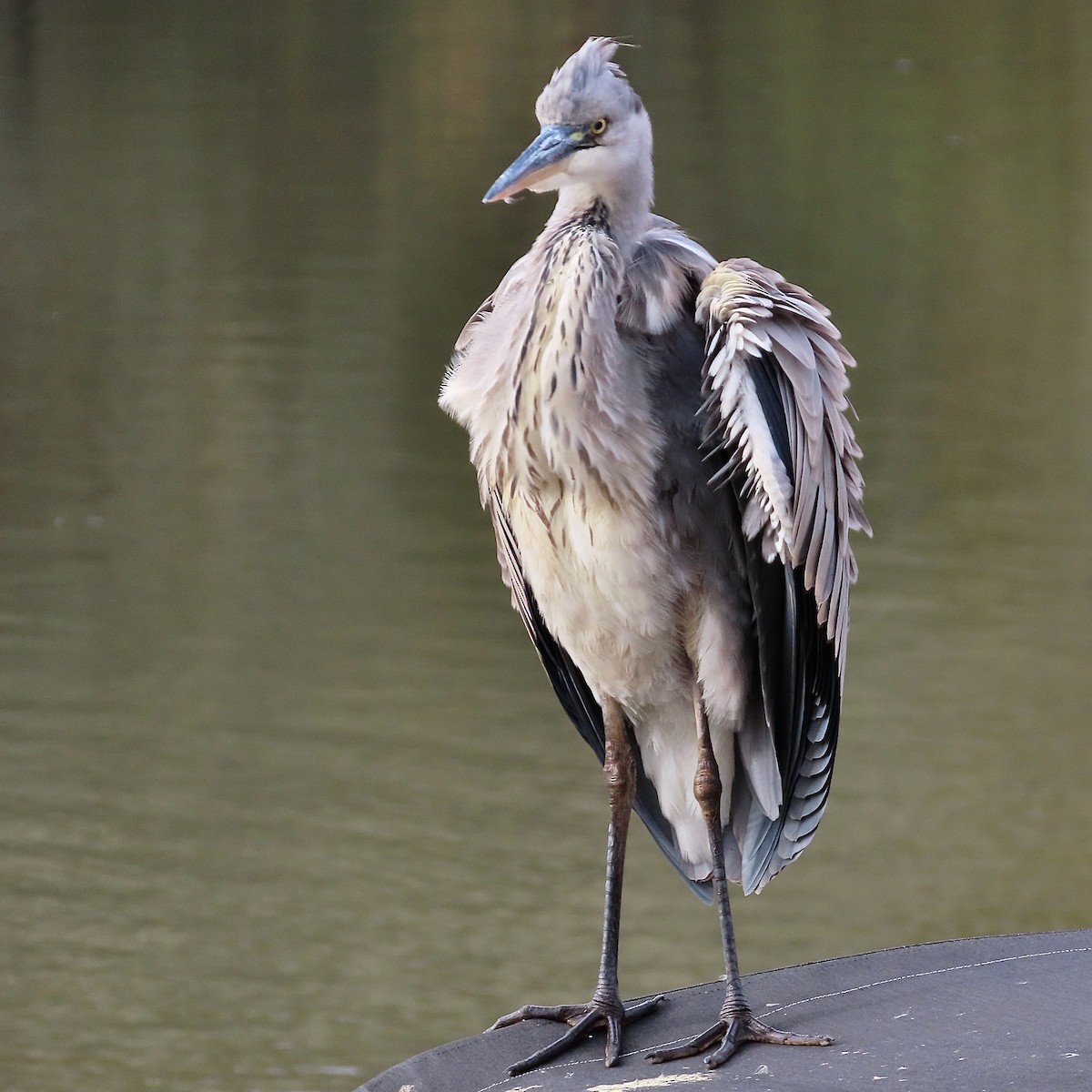 Gray Heron - ML643638710