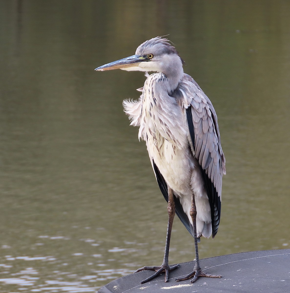 Gray Heron - ML643638711