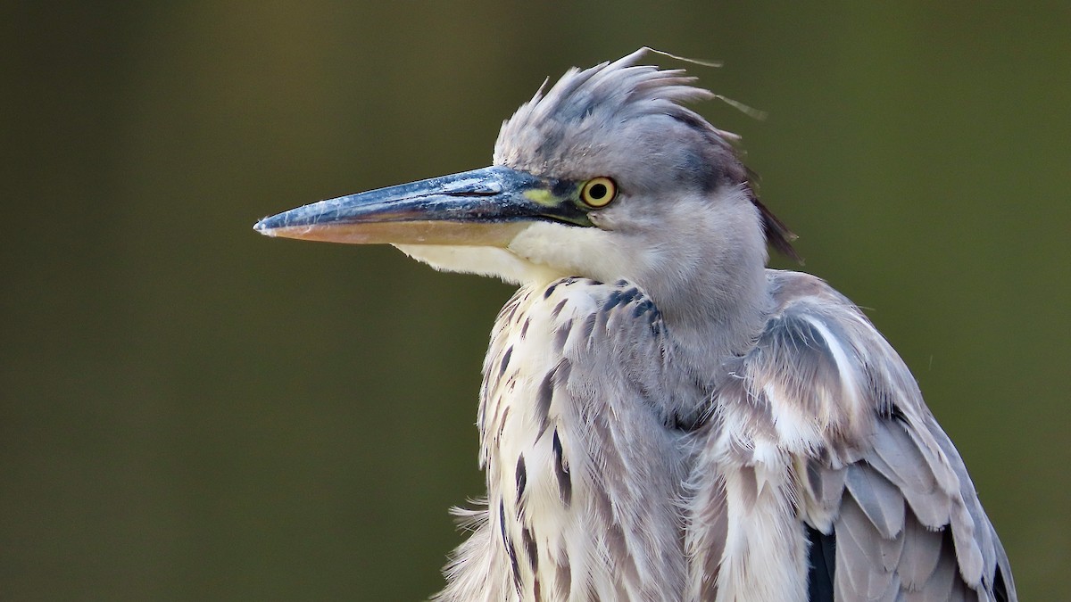 Gray Heron - ML643638712