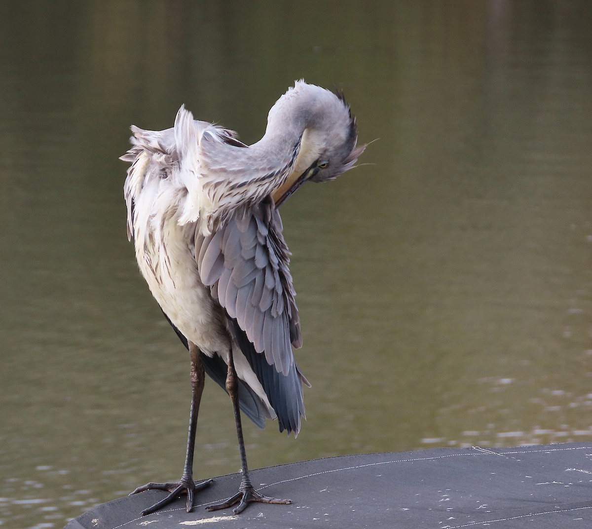 Gray Heron - ML643638713