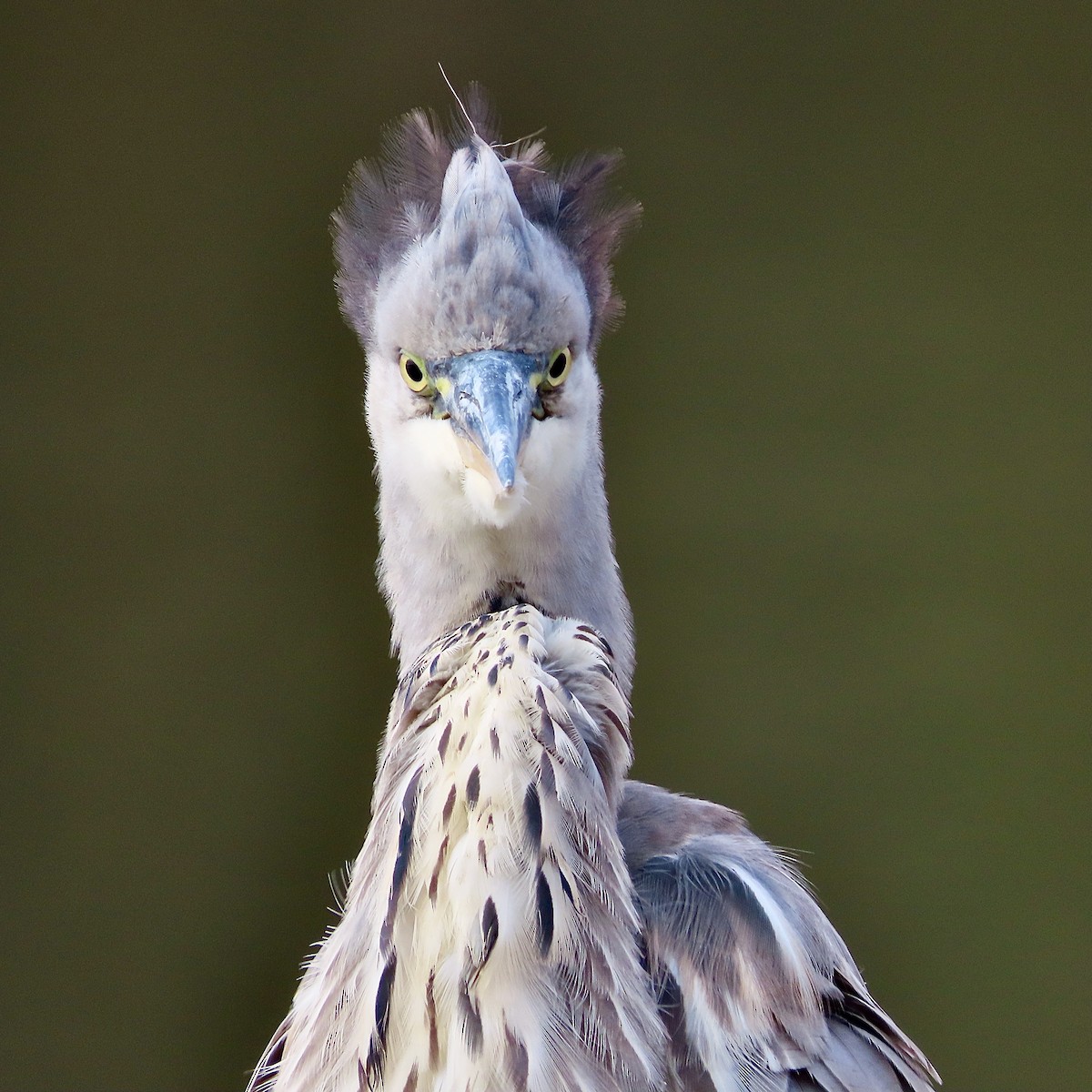 Gray Heron - ML643638714