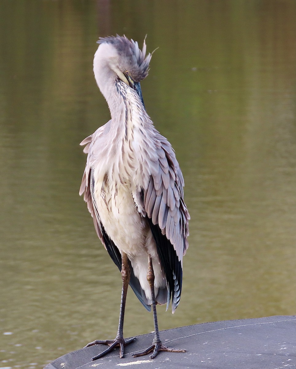 Gray Heron - ML643638715