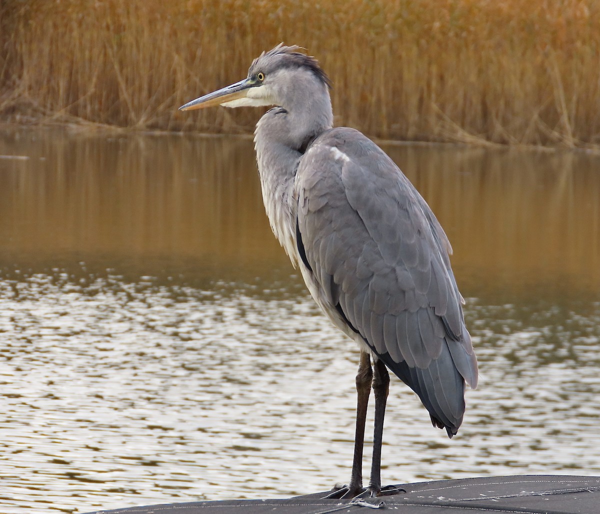 Gray Heron - ML643638718