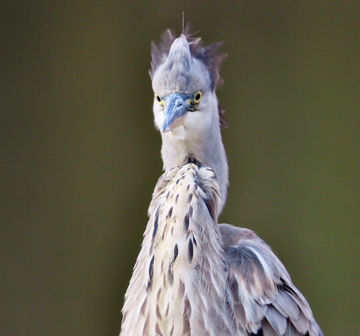 Gray Heron - ML643638719