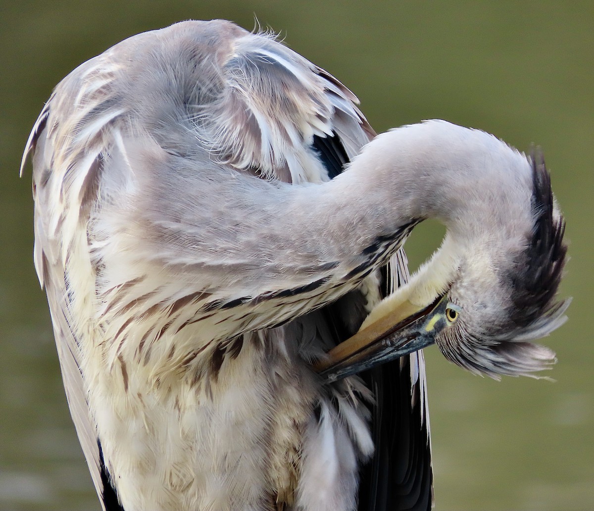 Gray Heron - ML643638720