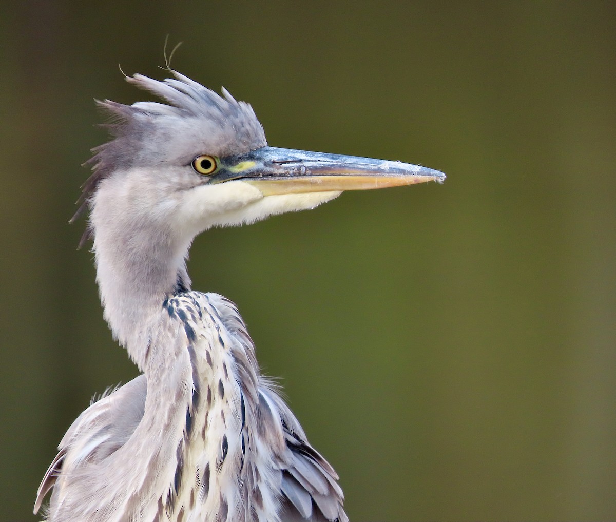 Gray Heron - ML643638722