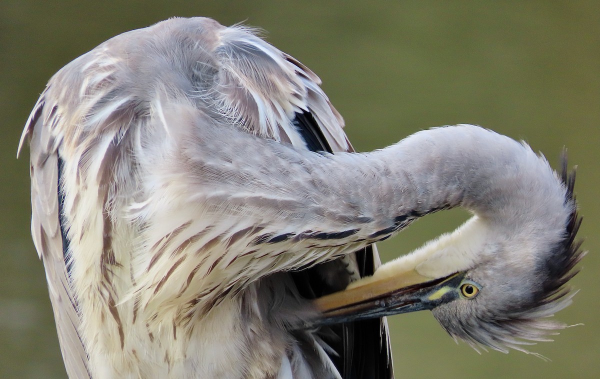 Gray Heron - ML643638723