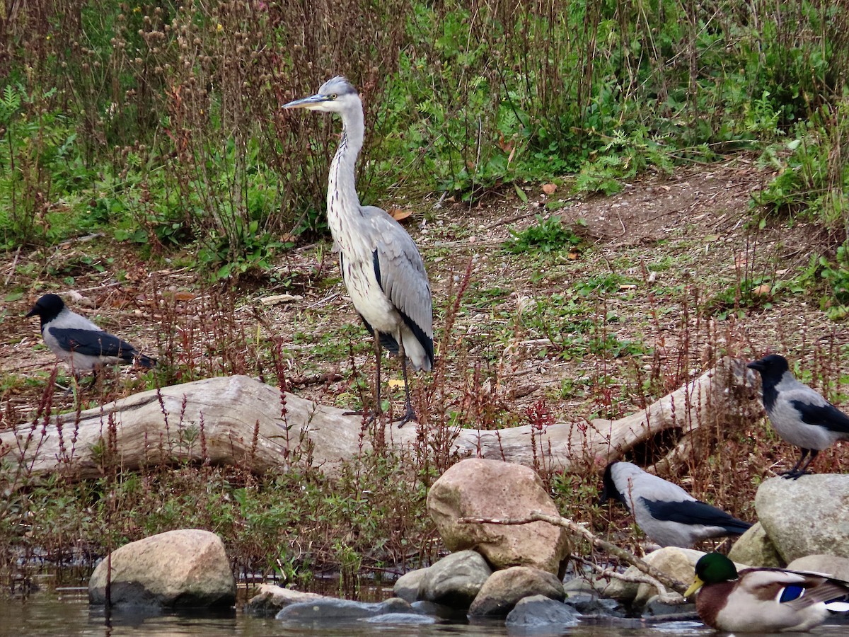 Gray Heron - ML643638724