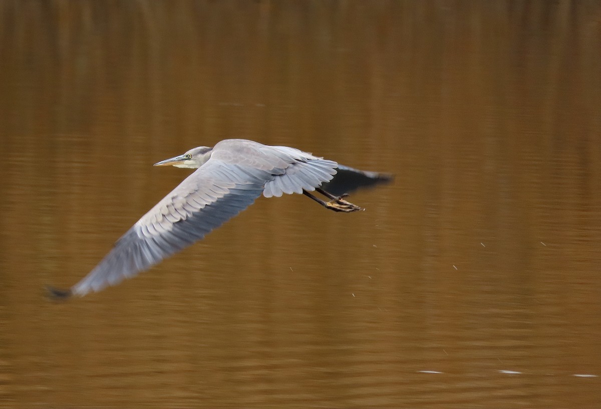 Gray Heron - ML643638725