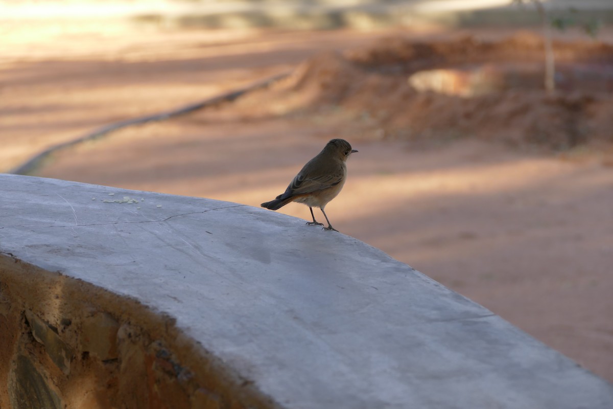 Familiar Chat - ML643638786