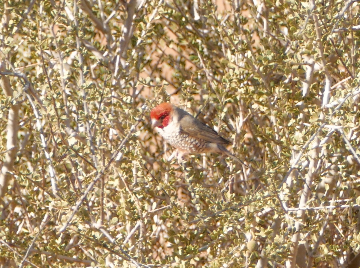 Red-headed Finch - ML643638802