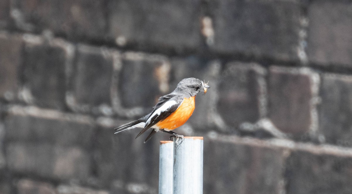 Flame Robin - ML643638817