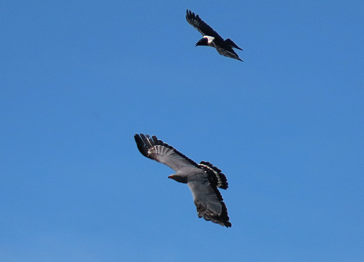 African Harrier-Hawk - ML643638824