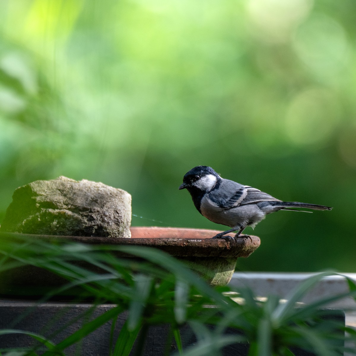 Asian Tit - ML643638833