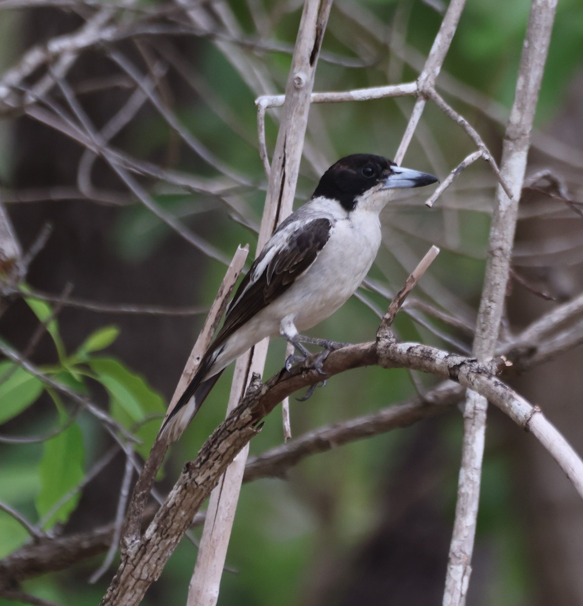 Silver-backed Butcherbird - ML643638834