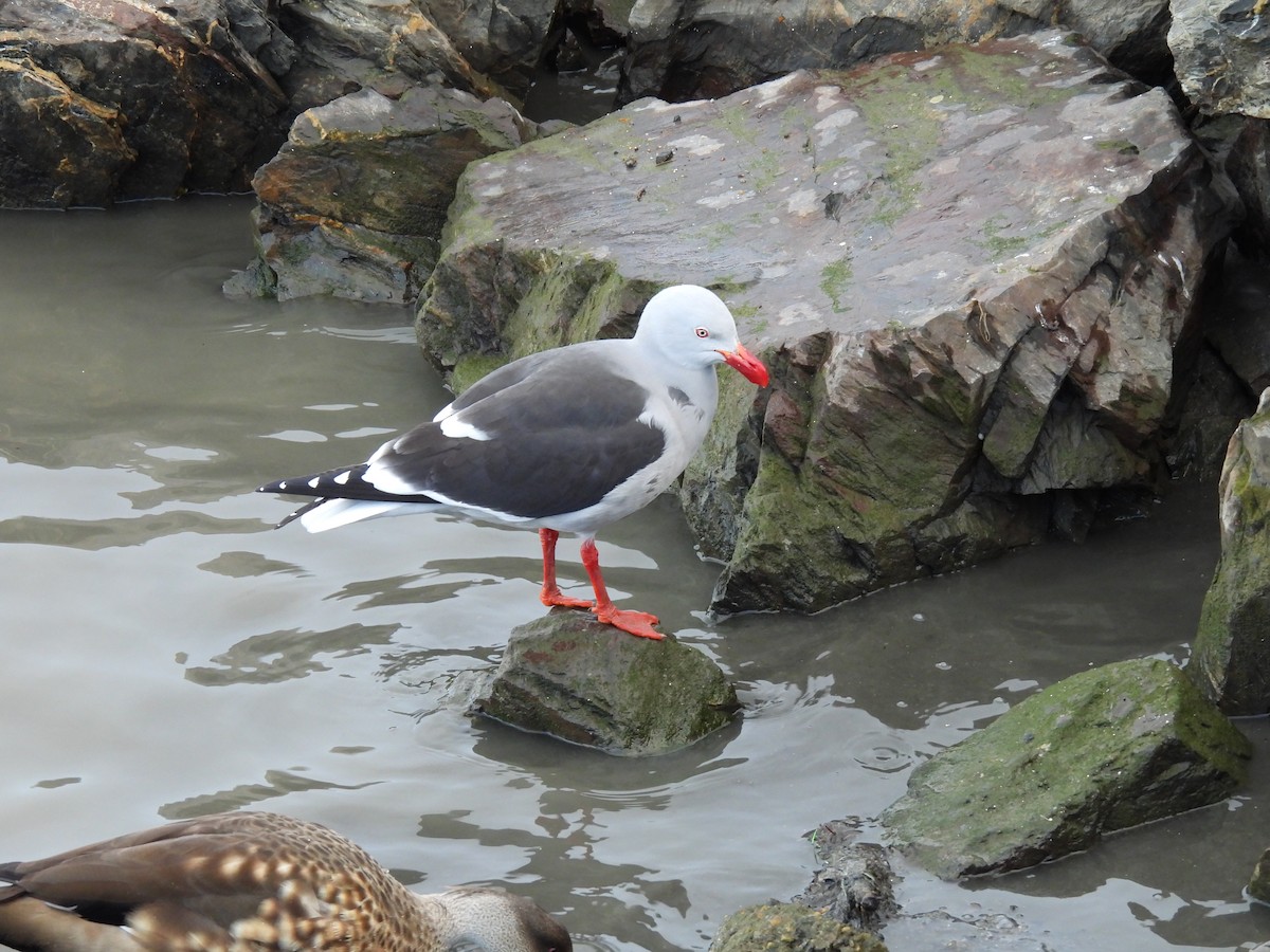 Dolphin Gull - ML643638842