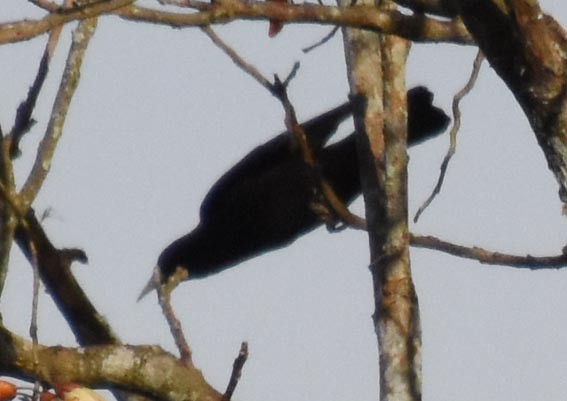 Red-rumped Cacique - ML643638843