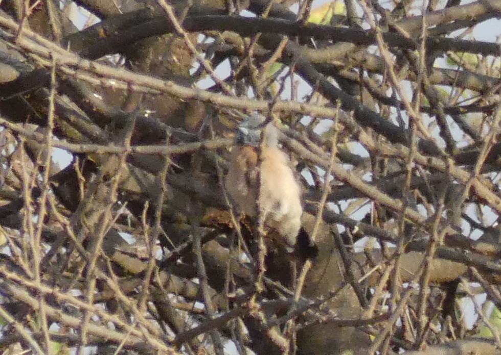 Graukopfelsterchen - ML643638847