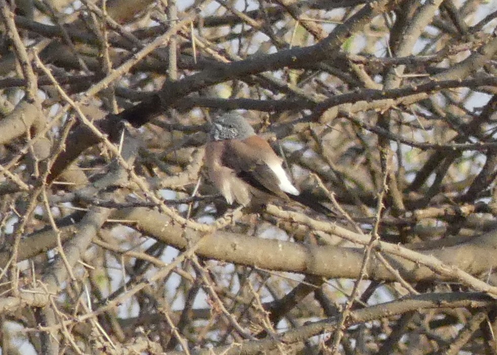 Graukopfelsterchen - ML643638848