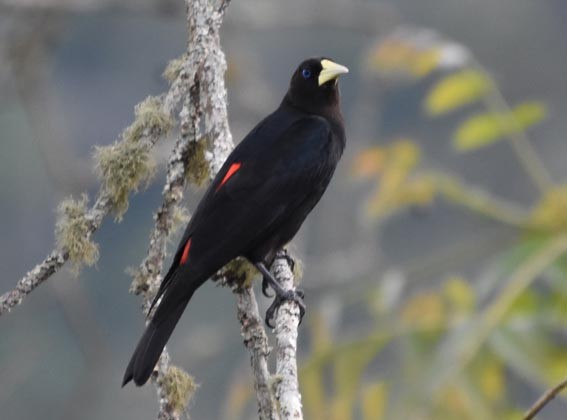 Red-rumped Cacique - ML643638850