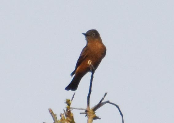 Cliff Flycatcher - ML643638861