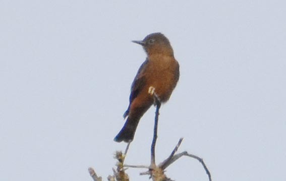 Cliff Flycatcher - ML643638862